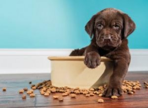 4 meilleurs aliments pour chiots avec des ingrédients vraiment sains 