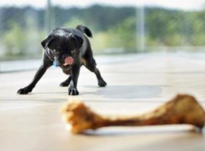 Les os de poulet sont-ils sans danger pour les chiens ? 