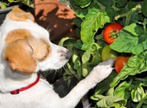 Les tomates sont-elles mauvaises pour les chiens ? Ou peuvent-ils être appréciés en toute sécurité ? 