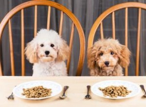 Meilleurs aliments et marques pour chiens 