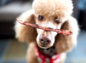 Les chiens peuvent-ils manger du bacon ? Donner de la viande à votre chiot 