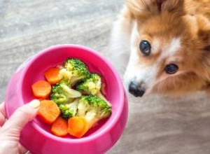 Les chiens peuvent-ils manger du brocoli ? Explorer ce légume pour les chiens 