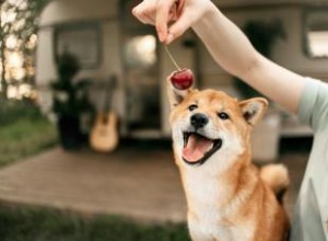 Les chiens peuvent-ils manger des cerises ? Précautions appropriées à suivre 