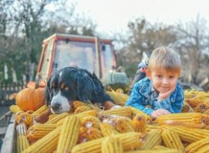 Les chiens peuvent-ils manger du maïs ? Avantages et risques 