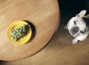 Les chiens peuvent-ils manger des raisins sans aucun impact négatif ? 