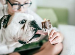 Les chiens peuvent-ils manger de la glace ? Différences entre les types humain et chien 