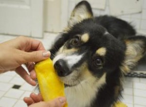 Les chiens peuvent-ils manger de la mangue ? Guide du propriétaire 