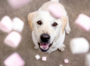 Les chiens peuvent-ils manger des guimauves ? Donner des sucreries ou les éviter 