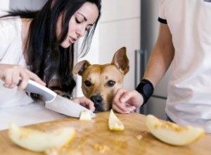 Les chiens peuvent-ils manger du melon ? Idées de friandises alternatives 