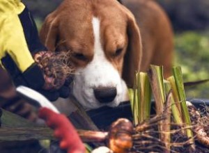 Les chiens peuvent-ils manger des oignons ? Conseils pour éviter un chien malade 