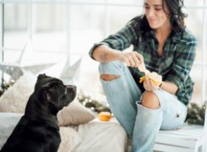 Les chiens peuvent-ils manger des oranges ? Un regard sur les impacts de ces fruits sur les chiens 