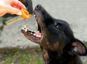 Les chiens peuvent-ils manger des pêches ? Comment les nourrir en toute sécurité à votre chiot 