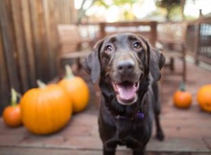 Les chiens peuvent-ils manger de la citrouille ? Examiner cet aliment de base d automne 