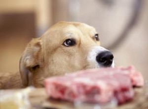 Les chiens peuvent-ils manger du porc cru ? Cuit ou pas du tout 