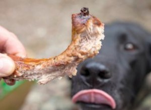 Les chiens peuvent-ils manger des os de côtes ? Mâcher ou ne pas mâcher 