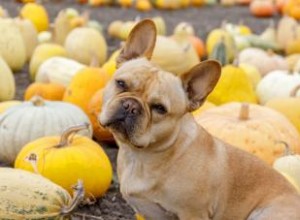 Les chiens peuvent-ils manger de la courge ? Examen de cet ingrédient polyvalent 