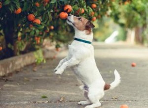 Les chiens peuvent-ils manger des mandarines ? Conseil d Expert 