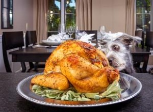 Les chiens peuvent-ils manger de la dinde ? Apprenez si votre chiot peut l avaler 