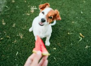 Les chiens peuvent-ils manger de la pastèque ? La réponse la plus sûre expliquée 