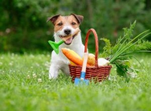 Les chiens peuvent-ils manger des ignames ? Ce qu il faut savoir sur ces légumes nutritifs 