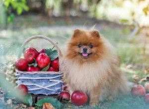 Les chiens peuvent-ils avoir des pommes ? Ou devraient-ils s abstenir de ces fruits ? 