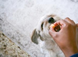 Les chiens peuvent-ils avoir du cantaloup ? Explorez cette alternative plus saine aux friandises 