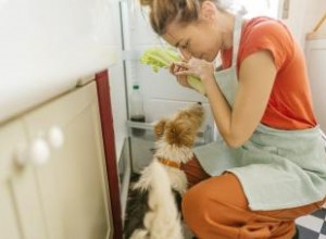 Les chiens peuvent-ils avoir du céleri ? Répartition des avantages possibles 