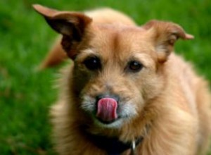 Biscuits pour chiens qui ont été rappelés 