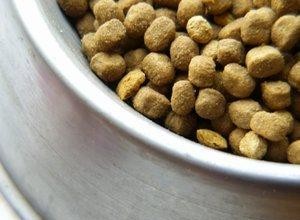 Recettes de nourriture pour chiens pour croquettes et pain de viande 