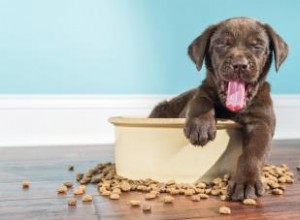 Nourriture pour chiens sans céréales 