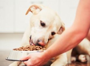 Guide des aliments pour chiens à faible teneur en protéines 