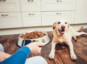 La nourriture pour chiens sans céréales est-elle mauvaise pour le cœur de votre chien ? 