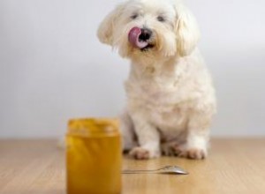 Le beurre de cacahuète est-il bon pour les chiens ? Quels types utiliser (et éviter) 