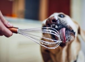 Bonbons pour les chiots :les chiens peuvent-ils avoir de la crème fouettée en toute sécurité ? 