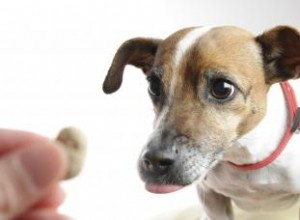 Gâteries pour chiens avec calculs vésicaux 