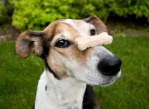 Conseils vétérinaires sur le choix des friandises pour votre chien 