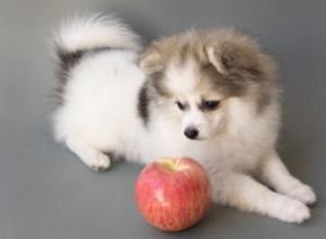 Quels fruits sont bons pour les chiens ? 