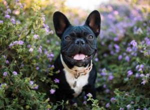 Adopter un bouledogue français 