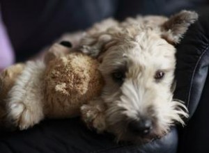 Trouver des sauvetages de Wheaten Terrier aux États-Unis 