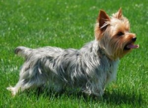 Informations sur le sauvetage et l adoption du Yorkshire Terrier 