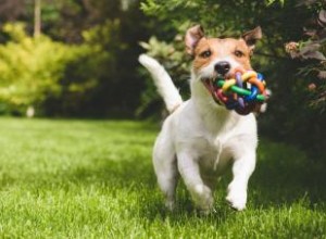 10 jouets pour chiens fabriqués aux États-Unis relativement sûrs 