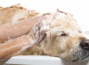 11 meilleurs shampooings pour chiens à des fins différentes 