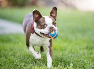 11 jouets pour chiens pour mâcheurs agressifs (presque indestructibles) 