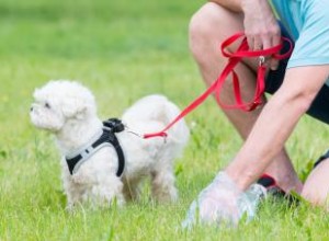 5 sacs de déjections canines biodégradables à considérer 