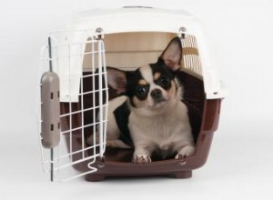 6 meilleures caisses pour chiens dans différentes options de style 