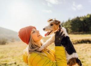 7 activités amusantes pour vous et votre chien 