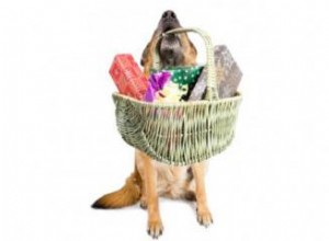 7 idées de cadeaux d anniversaire pour chiens chics 