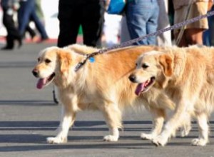 Avantages des laisses doubles pour chiens et où les trouver 