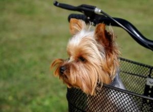 Options de porte-chien pour vélo 