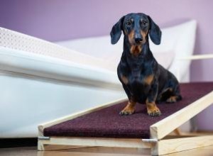 Construire une rampe pour chien 